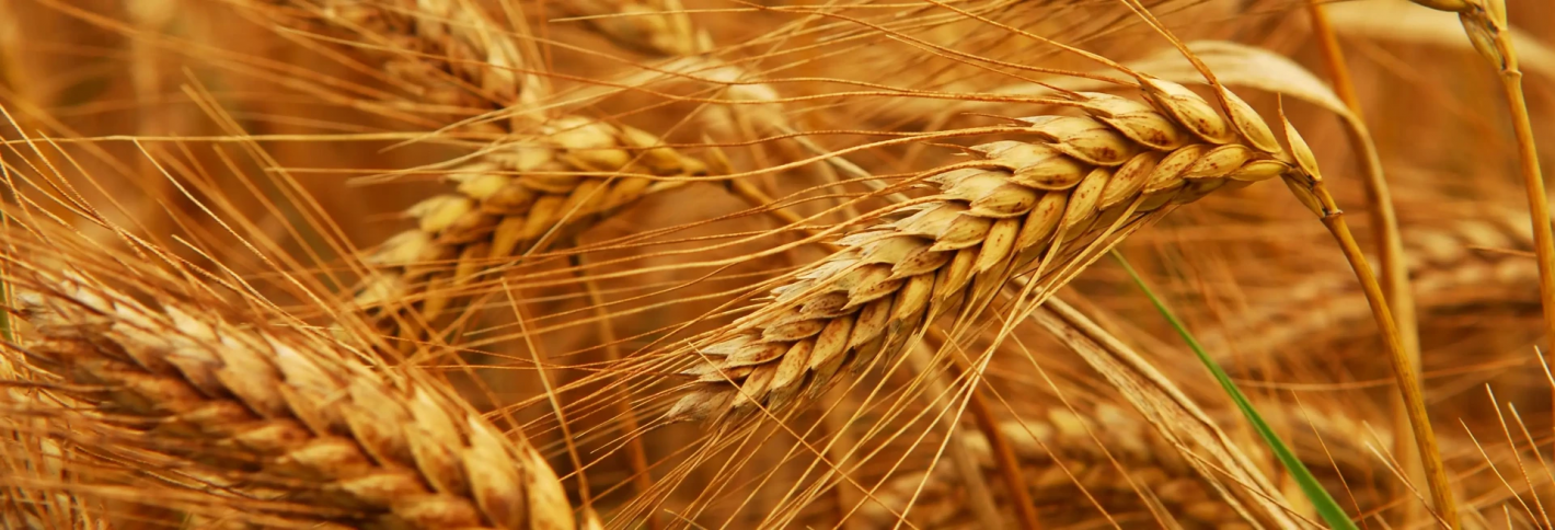 Wheat Germ - Пшениця